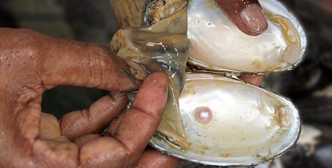 मोती की खेती क्‍या है, और किस प्रकार इसकी खेती कर सकते है