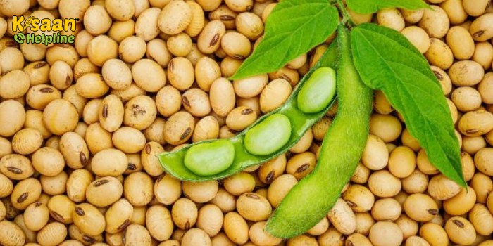 सोयाबीन की ये 3 तीन नई किस्में, जिनमें रोगप्रतिरोधक के साथ बंपर उत्पादन देने की क्षमता