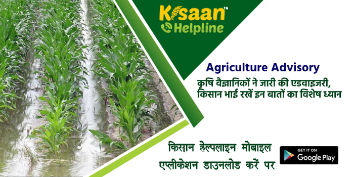 Agriculture Advisory: कृषि वैज्ञानिकों ने जारी की एडवाइजरी, किसान भाई रखें इन बातों का विशेष ध्यान