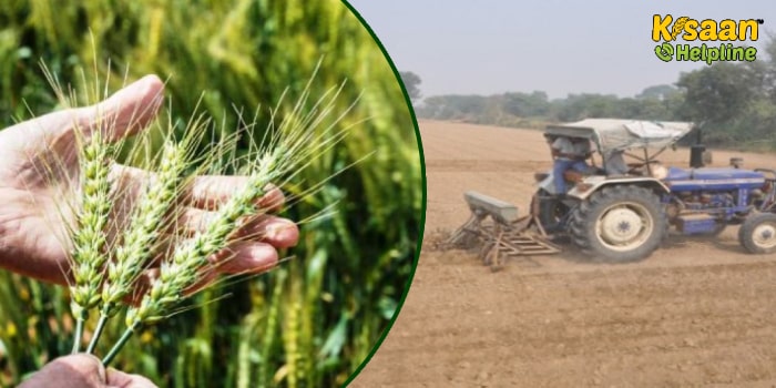 सीमित सिंचाई द्वारा कर सकते हैं गेहूं की सूखी बुवाई