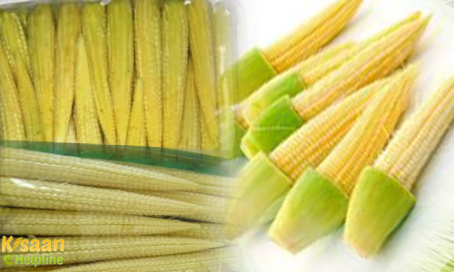 स्वीटकॉर्न एवं बेबी कॉर्न की उत्पादन तकनिकी