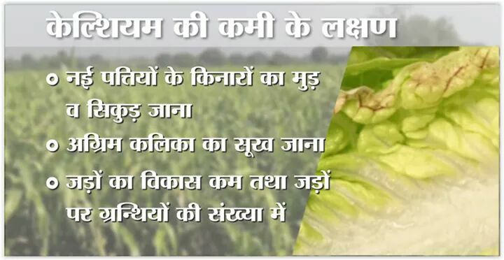 कैल्सियम के कार्य