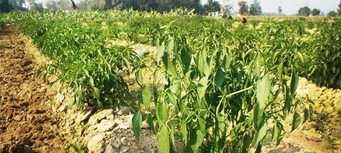 मिर्च के छत्तों में गुच्छा बन रहा है, तो ये उपाय अपनायें