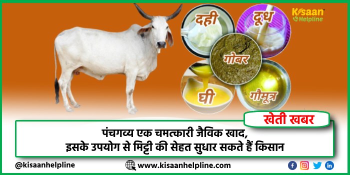 पंचगव्य एक चमत्कारी जैविक खाद, इसके उपयोग से मिट्टी की सेहत सुधार सकते हैं किसान