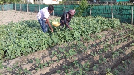 क्या आप जानते है पर्वतीय क्षेत्रों में पोषण वाटिका को ज्यादा महत्व क्यों दिया जाता है?