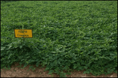 पशु पोषण लोबिया की खेती के लिए कुछ अहम जानकारी और उसके महत्व 