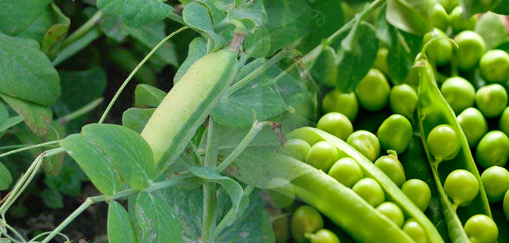 जाने मटर का सड़न रोग और उसके फसल पर हानिकारक प्रभाव