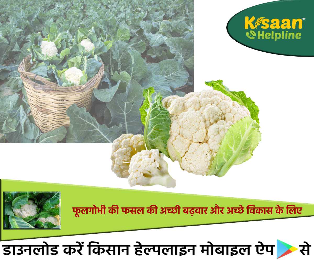 फूलगोभी की खेती: जानिए फूलगोभी की फसल की अच्छी बढ़वार और अच्छे विकास के लिए उचित उपाय