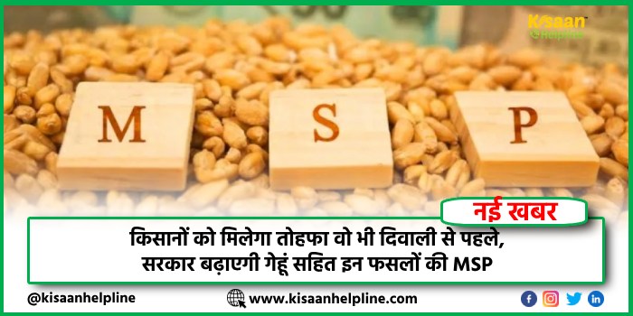 किसानों को मिलेगा तोहफा वो भी दिवाली से पहले, सरकार बढ़ाएगी गेहूं सहित इन फसलों की MSP