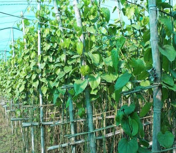 यहां पान की दिखे बेल तो किसान देता है जुर्माना, जानिए रोचक फैक्‍ट्स