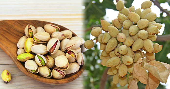 पिस्ता की खेती - कैसे करें 1000 रुपए प्रति किलो वाली पिस्ता की खेती