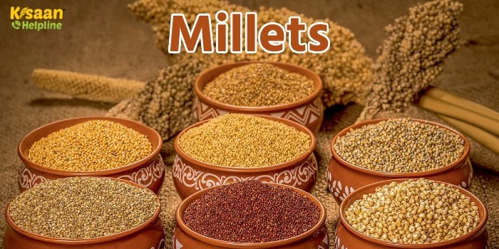 किसान भाई इन उन्नत तरीकों को अपनाकर बढ़ा सकते है बाजरा की पैदावार