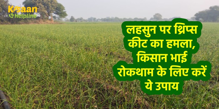 लहसुन पर थ्रिप्स कीट का हमला, किसान भाई रोकथाम के लिए करें ये उपाय