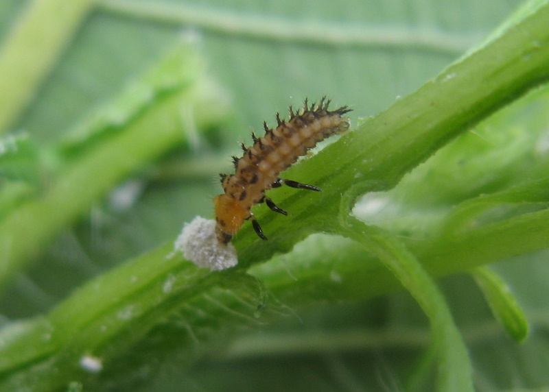 कपास फसल पर मिली बग की समस्या का जैविक नियंत्रण