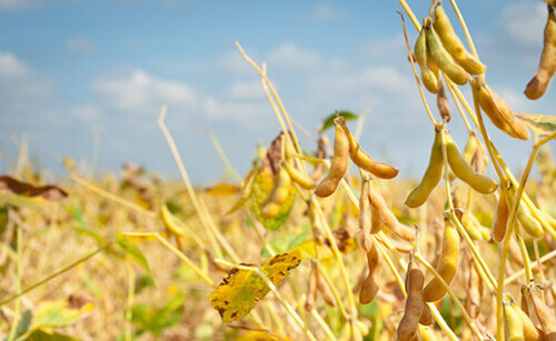 कैसा रहेगा मौसम का मिजाज, सोयाबीन की कौन सी किस्म बोयें
