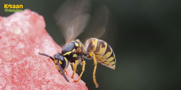 जानिए कद्दूवर्गीय सब्जी फसलों में लगने वाला हानिकारक कीट फल मक्खी की रोकथाम के उपाय