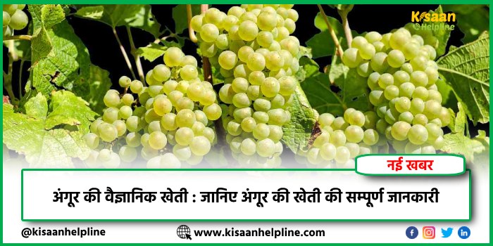 अंगूर की वैज्ञानिक खेती : जानिए अंगूर की खेती की सम्पूर्ण जानकारी