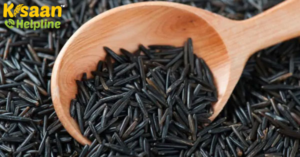 मणिपुर ब्लैक राइस 'चखाओ' को भौगोलिक संकेत (जीआई) टैग