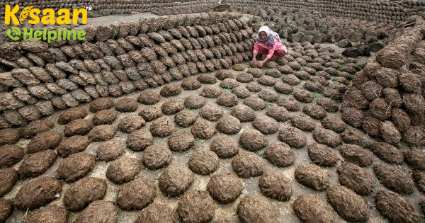 यहां बताया गया है, कि कैसे ये गाय के गोबर के व्यवसाय से लाखों कमाने में करेगा मदद