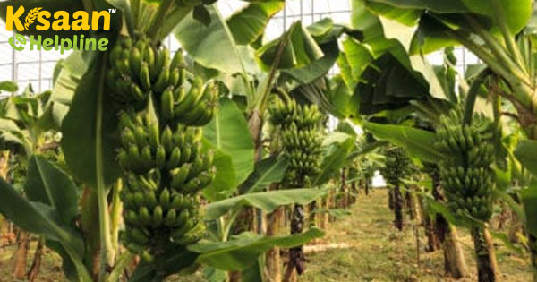 2019-20 में बागवानी उत्पादन पिछले साल की तुलना में 3.13% अधिक अनुमानित