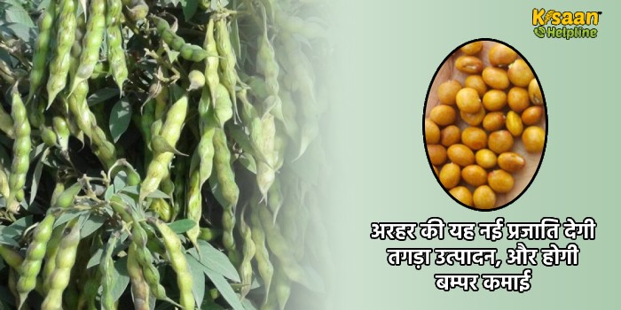 अरहर की यह नई प्रजाति देगी तगड़ा उत्पादन, और होगी बम्पर कमाई