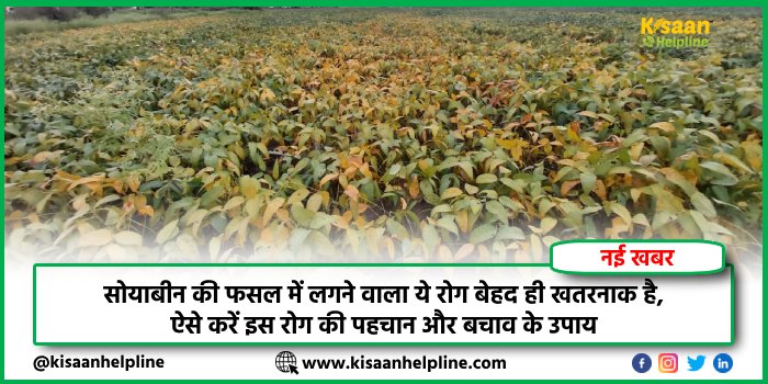 सोयाबीन की फसल में लगने वाला ये रोग बेहद ही खतरनाक है, ऐसे करें इस रोग की पहचान और बचाव के उपाय
