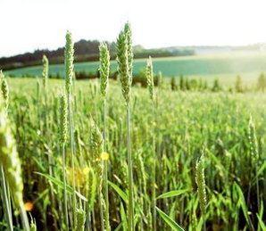 कृषि में निवेश बढ़ाने को एक छत के नीचे आएंगे 12 विभाग