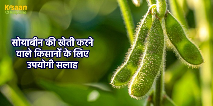 सोयाबीन की खेती करने वाले किसानों के लिए कृषि वैज्ञानिकों ने जारी की उपयोगी सलाह