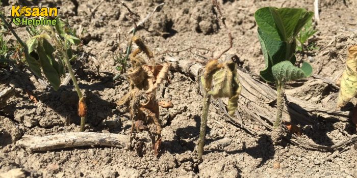 सोयाबीन पर कॉलर रॉट फंगस का संकट मंडराया, फसल पैदा होने से पहले ही चली गई बर्बादी की ओर