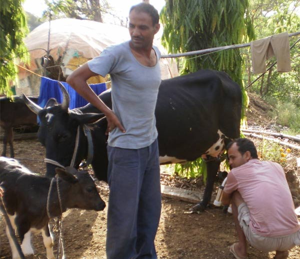 दूध बेचकर लाखों कमा रहा ये 8वीं पास, बेचने नहीं जाते, घर पर आती हैं कंपनियां