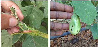 बैंगन टहनी और फल छिद्रक कीट के लिए बेहतर उपाय अपनाएं
