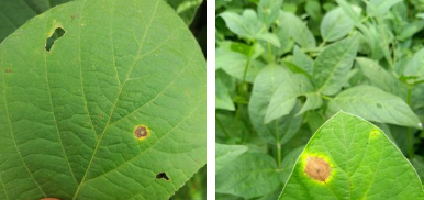 सोयाबीन की फसल के इस रोग का उपाय, जल्द ही जाने और उपचार करे