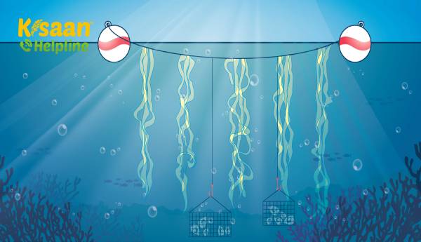 महासागर खेती: समुद्र के एक हिस्से का उपयोग समुद्री शैवाल