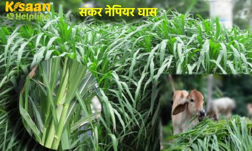 पशुओं के लिए हरे चारे की कमी की समस्या झैल रहे किसान भाई करें संकर नेपियर घास की खेती, लागत कम और फायदा ज्यादा 