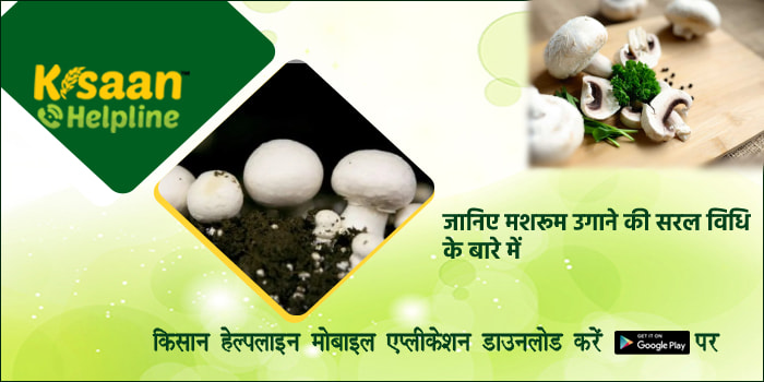 जानिए मशरूम उगाने की सरल विधि के बारे में