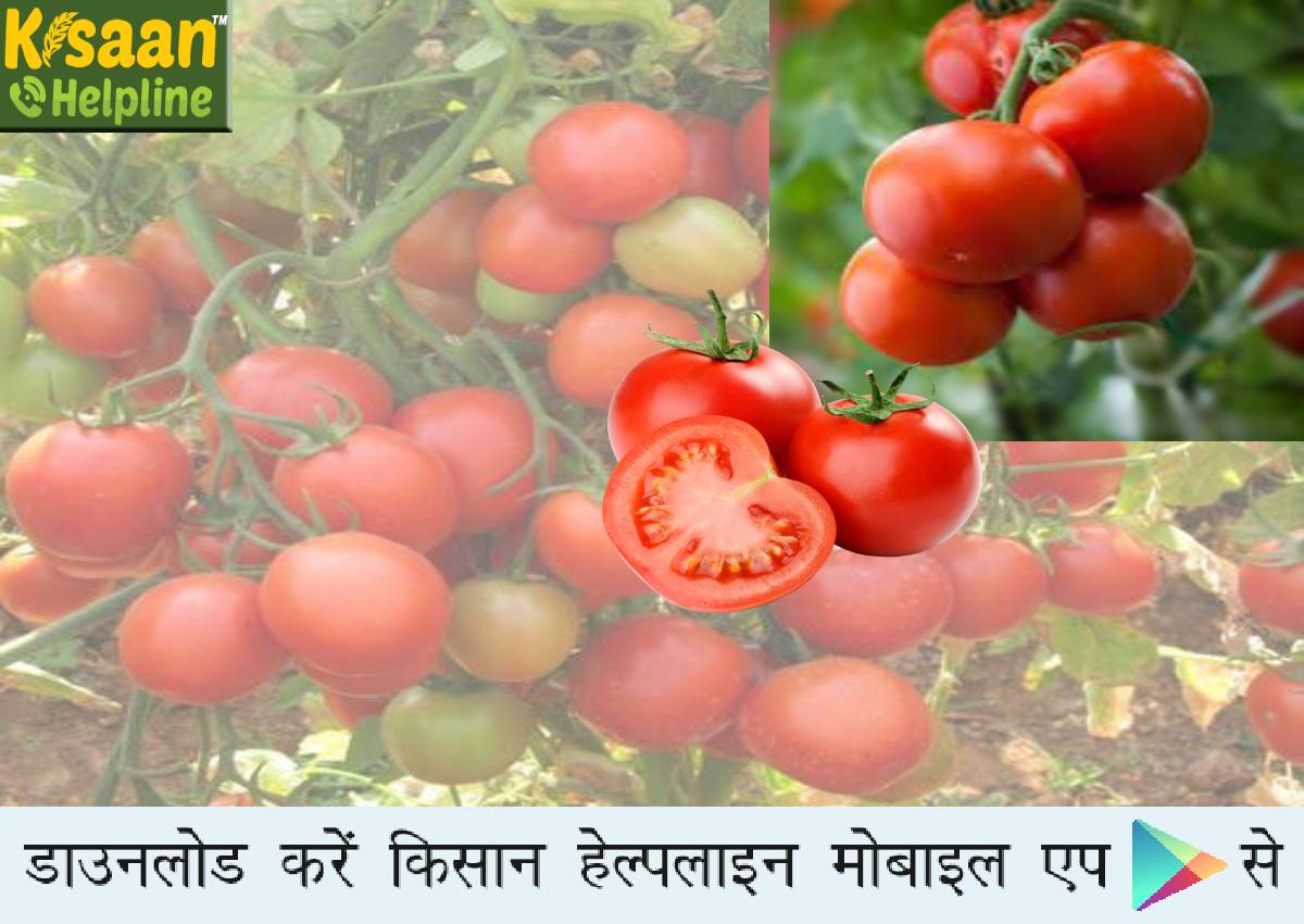 टमाटर की अनोखी किस्म जिससे मिलेगा अच्छा उत्पादन और रोग और कीटों से भी छुटकारा, जानिए इस किस्म के बारे में