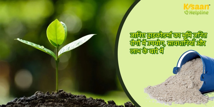 जानिए ट्राइकोडर्मा का भूमि जनित रोगों में उपयोग, सावधानियाँ और लाभ के बारे में