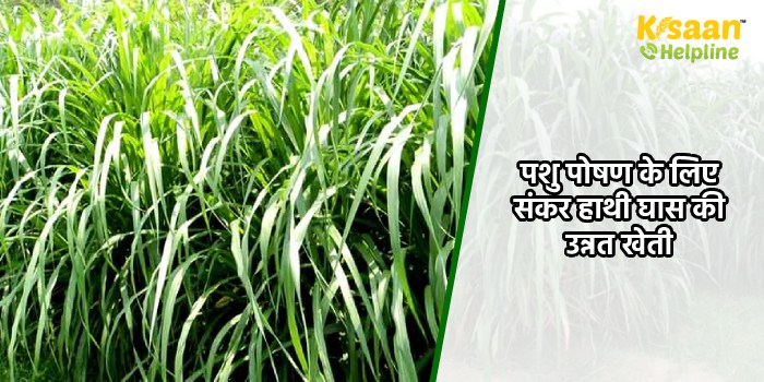 पशु पोषण के लिए संकर हाथी घास की उन्नत खेती, जानिए इसकी खेती के तौर तरीकों के बारे में