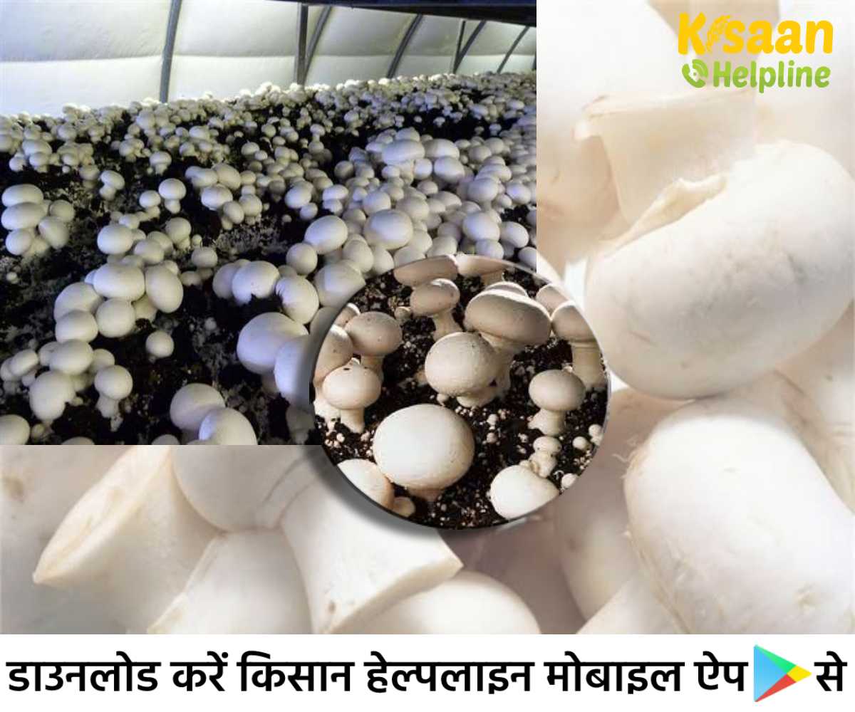 गन्ने के भूसे पर उगी मशरूम, जिससे बढ़ेगा मशरूम का उत्पादन , ICAR-DMR के वैज्ञानिकों ने विकसित की नई तकनीक