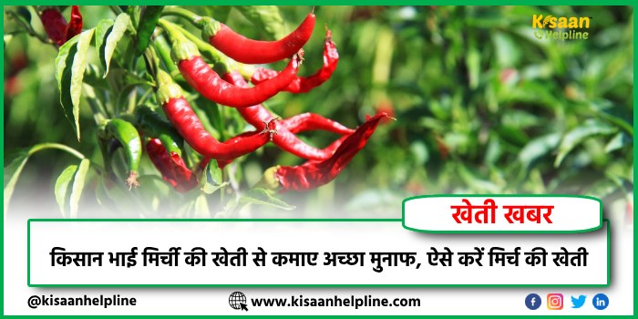किसान भाई मिर्ची की खेती से कमाए अच्छा मुनाफ, ऐसे करें मिर्च की खेती