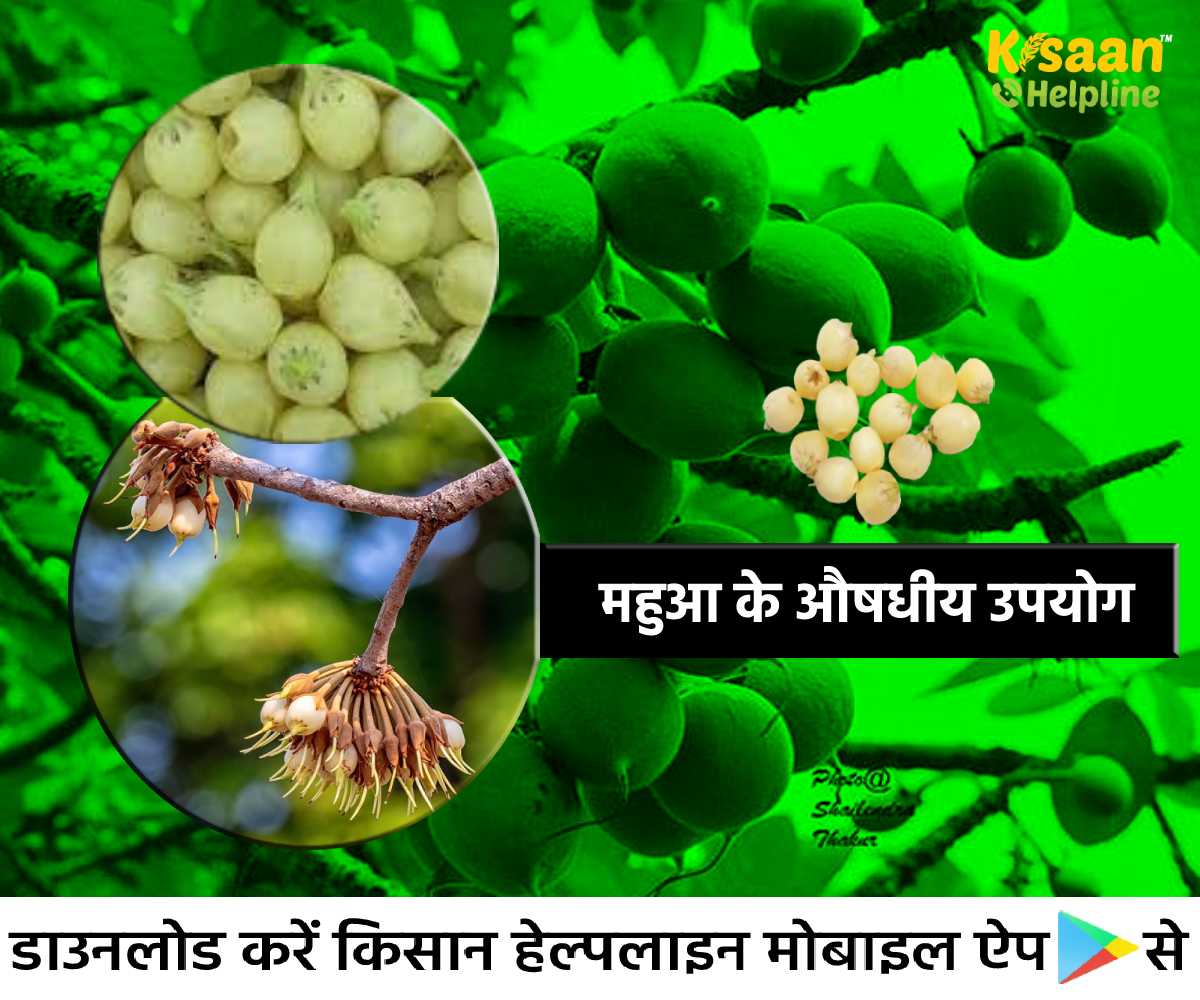 औषधीय गुणों से भरपूर है महुआ, जानिए महुआ के औषधीय उपयोग