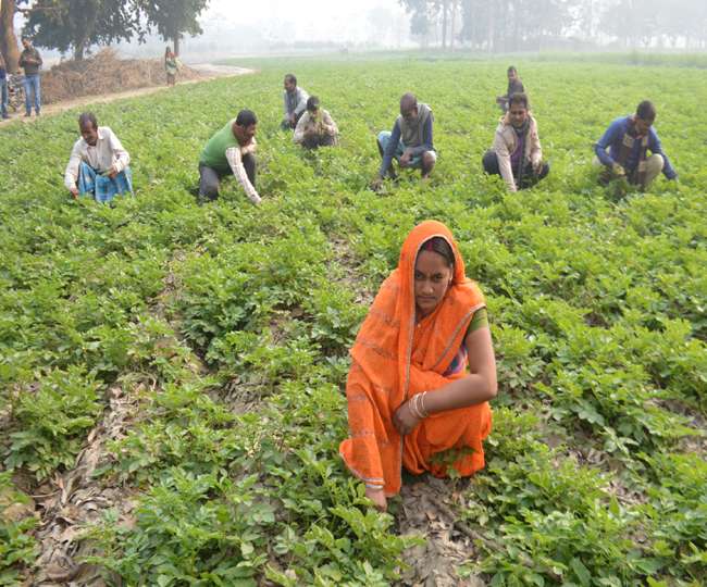कॉन्ट्रैक्ट फॉर्मिंग के जरिए रोजगार देना, आलू की फसल से महिलाओं ने पेश की मिसाल