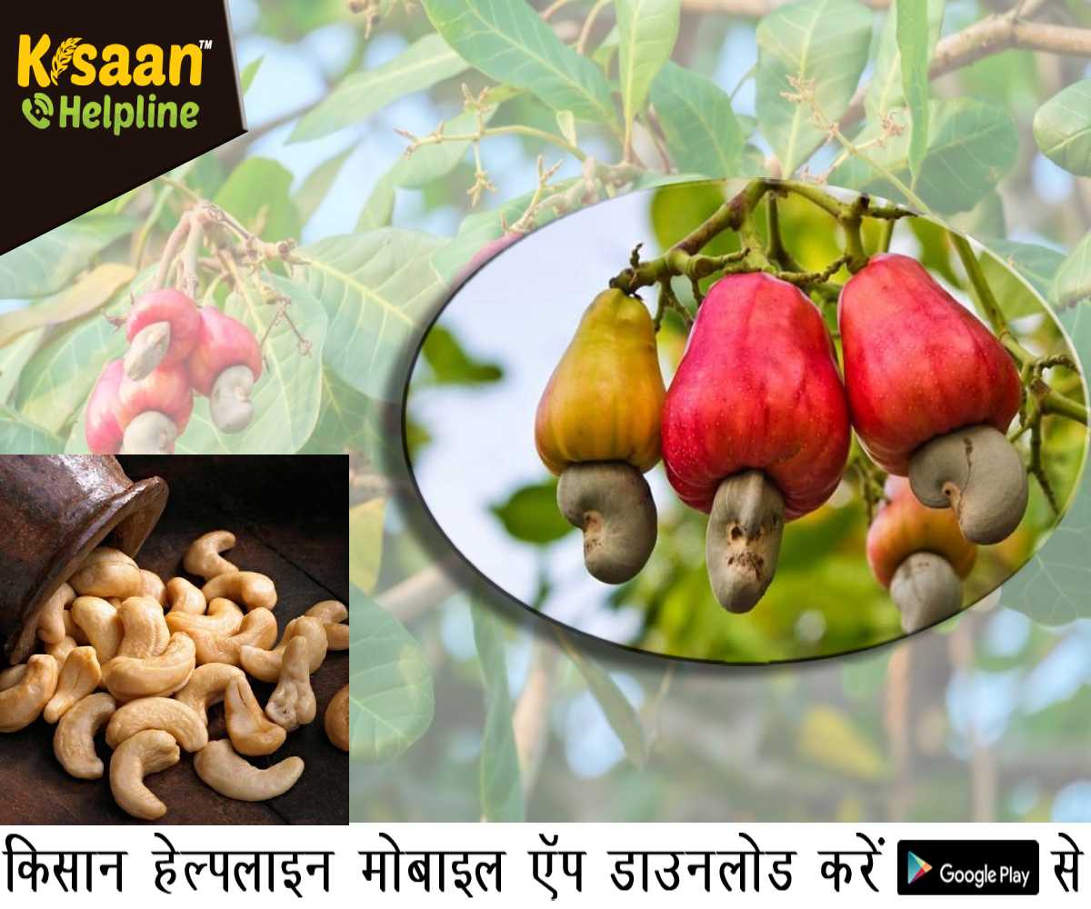 काजू की व्यावसायिक खेती, जानिए काजू की बुवाई की तकनीक, खेत की तैयारी, सिंचाई और उत्पादन से जुडी सम्पूर्ण जानकारी