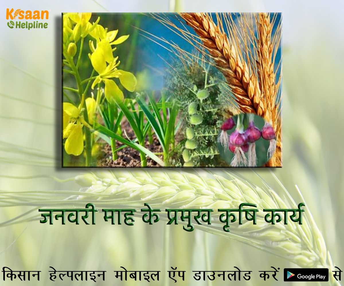 आइये जानते है जनवरी माह के प्रमुख महत्वपूर्ण कृषि कार्य