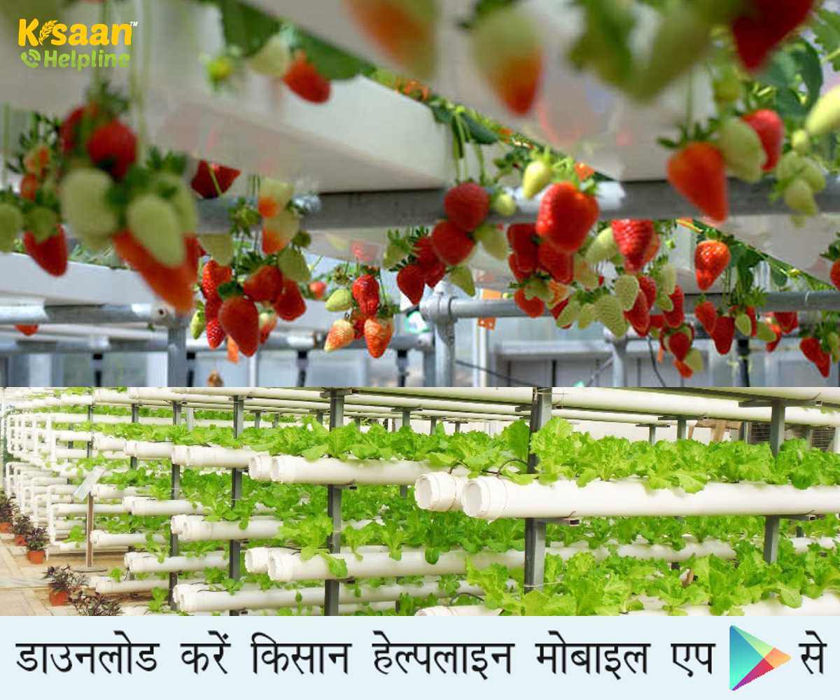 हाइड्रोपोनिक खेती: इस तकनीक के माध्यम से कमाएं अधिक मुनाफा और करें इन उच्च मूल्य वाली नकदी फसलों की खेती 