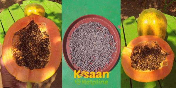 पपीते की खेती और सीड की विशेषता बताते, सफल किसान