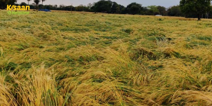 बेमौसम बारिश और ओले गिरने से फसलों को पहुंचा भारी नुकसान, किसान हुआ परेशान