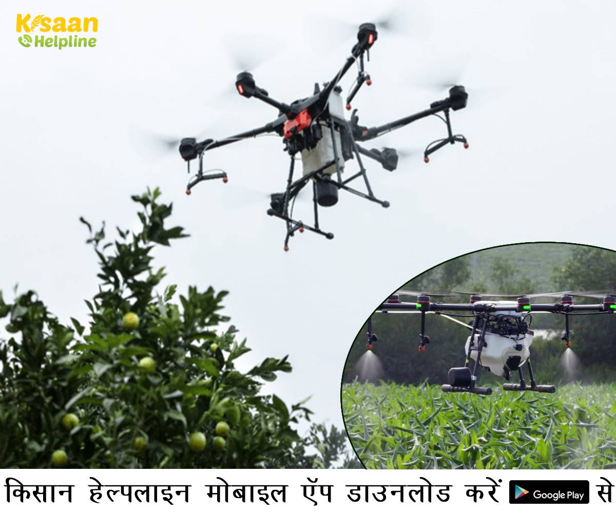 खेतों के बिच उड़ता हुआ ड्रोन, ट्रायल के बाद किसान के मन में सवाल, बड़े पोधो में ड्रोन से छिड़काव बेअसर