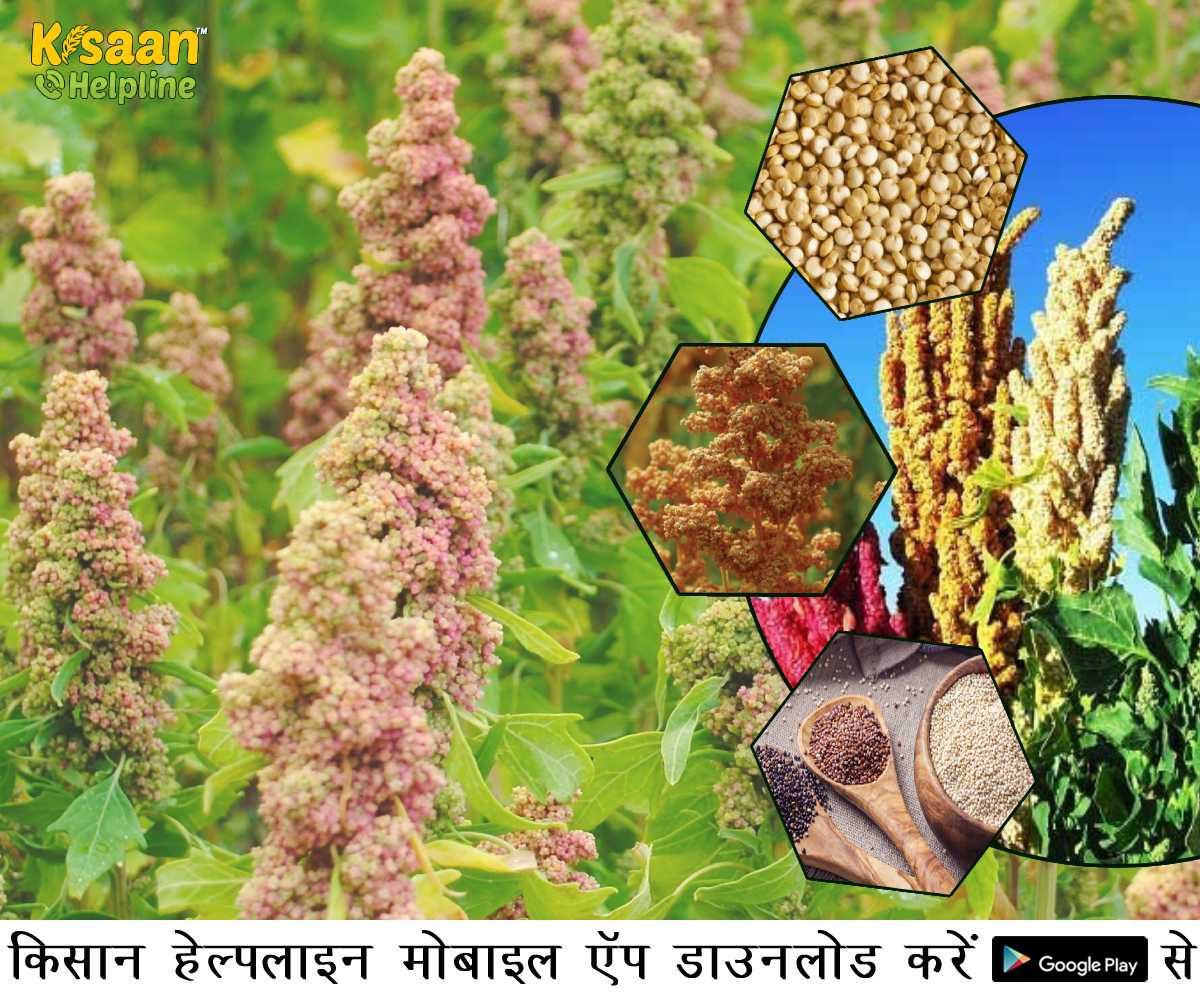 Quinoa Farming: क्विनोआ है शुष्क क्षेत्रों के लिए वैकल्पिक फसल
