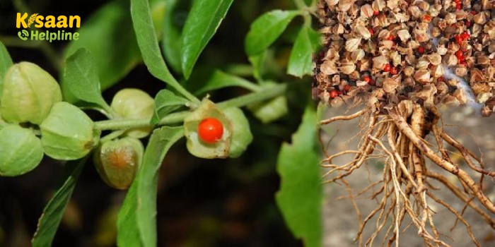 इस औषधीय पौधे की जड़ से लेकर झाड़ और बीज तक सब बिकता है, इसकी खेती कर ली तो किसान हो जाएंगे मालामाल